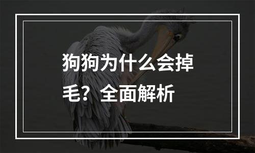 狗狗为什么会掉毛？全面解析