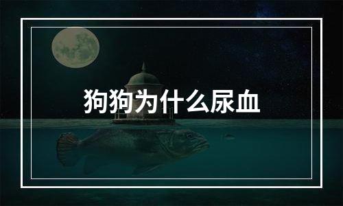 狗狗为什么尿血