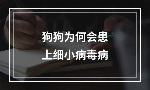 狗狗为何会患上细小病毒病