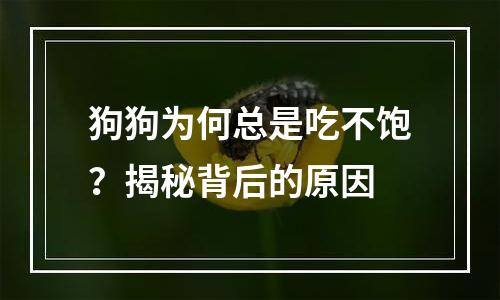狗狗为何总是吃不饱？揭秘背后的原因