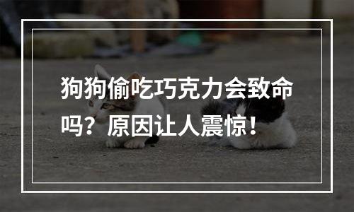 狗狗偷吃巧克力会致命吗？原因让人震惊！