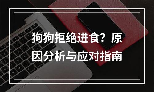 狗狗拒绝进食？原因分析与应对指南
