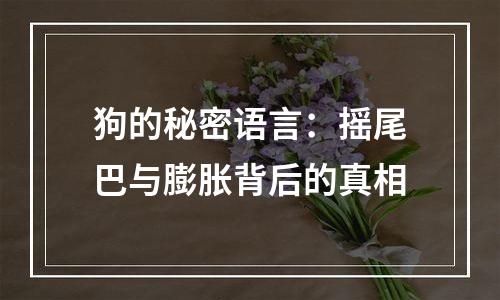 狗的秘密语言：摇尾巴与膨胀背后的真相