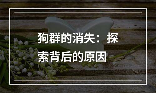 狗群的消失：探索背后的原因