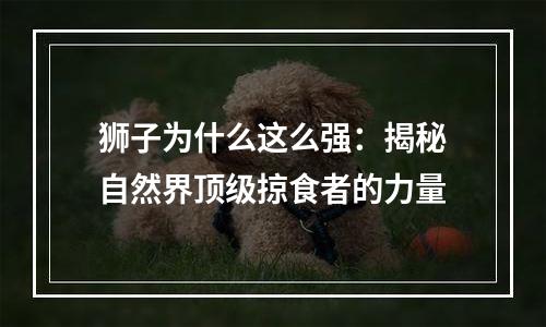 狮子为什么这么强：揭秘自然界顶级掠食者的力量