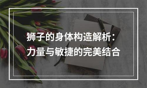 狮子的身体构造解析：力量与敏捷的完美结合