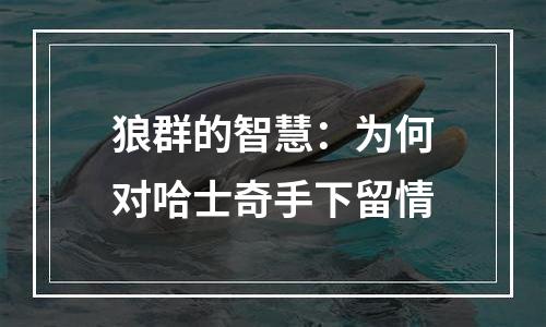 狼群的智慧：为何对哈士奇手下留情