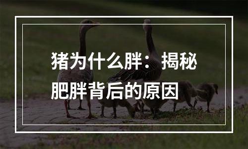 猪为什么胖：揭秘肥胖背后的原因