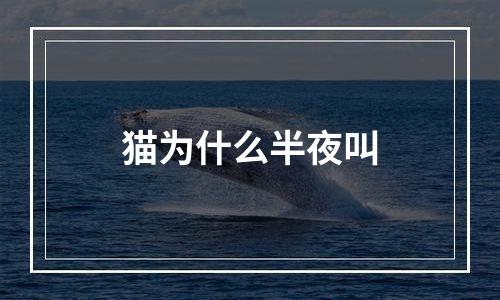 猫为什么半夜叫
