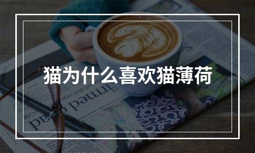 猫为什么喜欢猫薄荷
