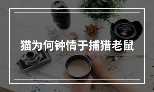 猫为何钟情于捕猎老鼠