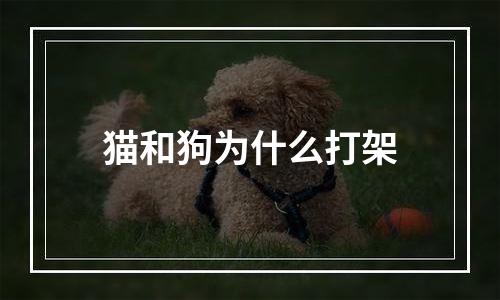 猫和狗为什么打架