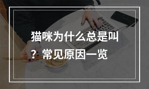 猫咪为什么总是叫？常见原因一览