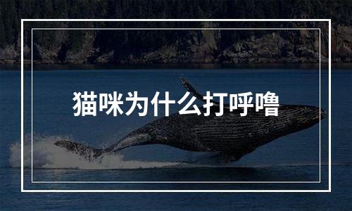 猫咪为什么打呼噜