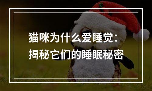 猫咪为什么爱睡觉：揭秘它们的睡眠秘密
