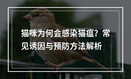 猫咪为何会感染猫瘟？常见诱因与预防方法解析