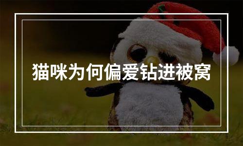 猫咪为何偏爱钻进被窝