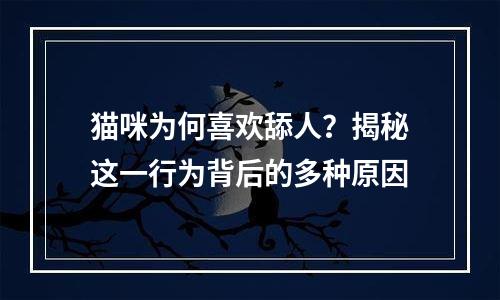 猫咪为何喜欢舔人？揭秘这一行为背后的多种原因