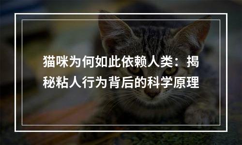 猫咪为何如此依赖人类：揭秘粘人行为背后的科学原理
