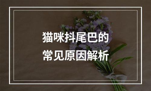 猫咪抖尾巴的常见原因解析