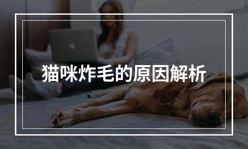 猫咪炸毛的原因解析