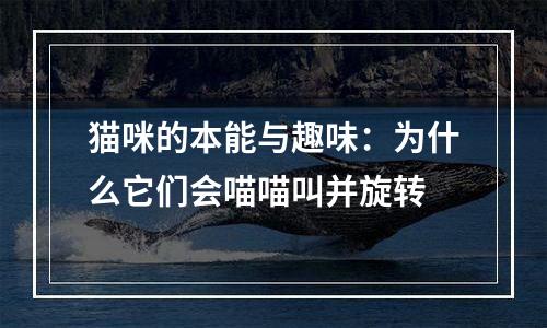 猫咪的本能与趣味：为什么它们会喵喵叫并旋转