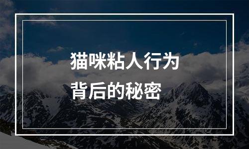 猫咪粘人行为背后的秘密