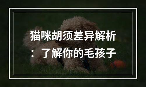 猫咪胡须差异解析：了解你的毛孩子