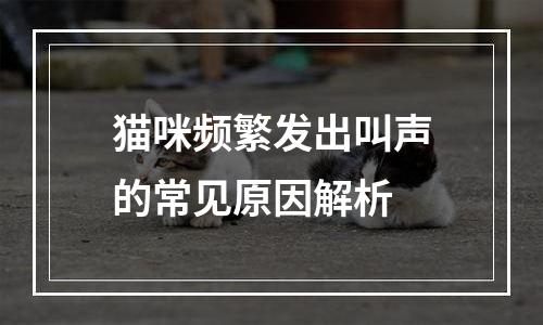 猫咪频繁发出叫声的常见原因解析