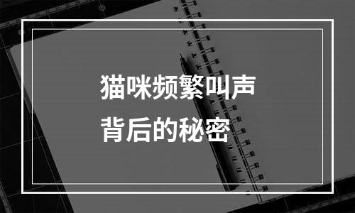 猫咪频繁叫声背后的秘密