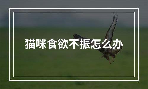 猫咪食欲不振怎么办