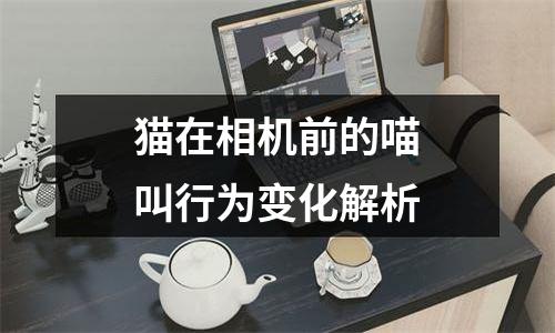 猫在相机前的喵叫行为变化解析