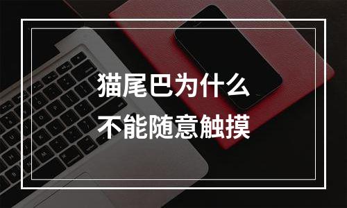 猫尾巴为什么不能随意触摸