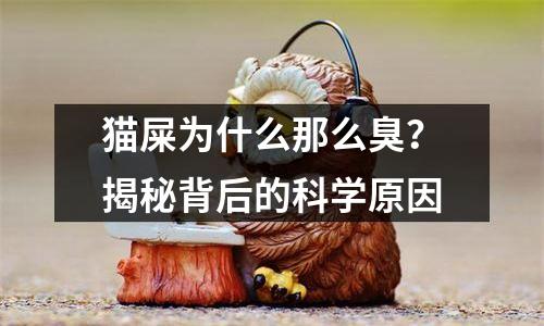 猫屎为什么那么臭？揭秘背后的科学原因