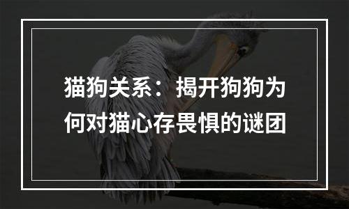 猫狗关系：揭开狗狗为何对猫心存畏惧的谜团