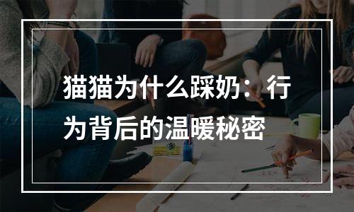 猫猫为什么踩奶：行为背后的温暖秘密