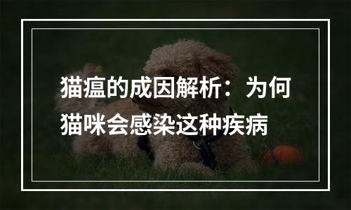 猫瘟的成因解析：为何猫咪会感染这种疾病