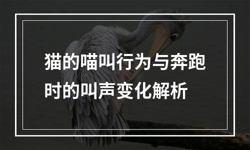 猫的喵叫行为与奔跑时的叫声变化解析