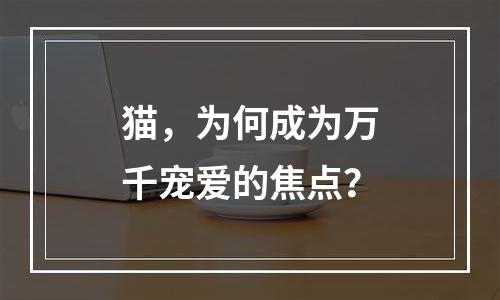 猫，为何成为万千宠爱的焦点？