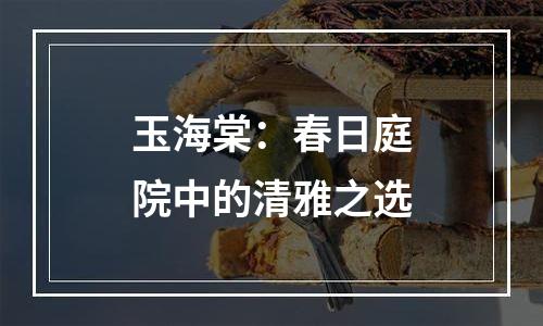 玉海棠：春日庭院中的清雅之选