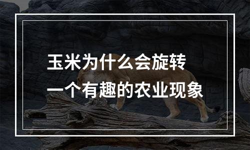 玉米为什么会旋转 一个有趣的农业现象