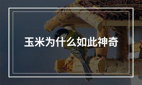 玉米为什么如此神奇