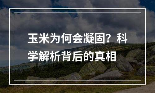 玉米为何会凝固？科学解析背后的真相