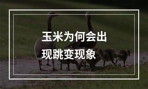 玉米为何会出现跳变现象