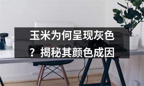 玉米为何呈现灰色？揭秘其颜色成因