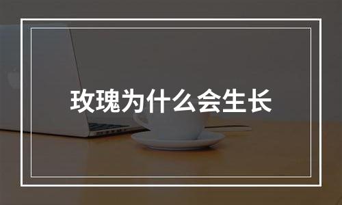 玫瑰为什么会生长