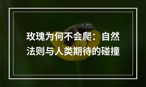 玫瑰为何不会爬：自然法则与人类期待的碰撞