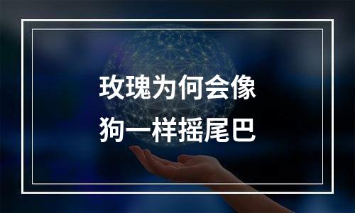 玫瑰为何会像狗一样摇尾巴