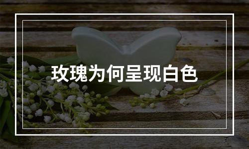 玫瑰为何呈现白色