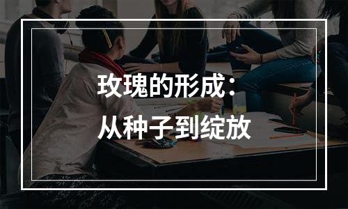 玫瑰的形成：从种子到绽放